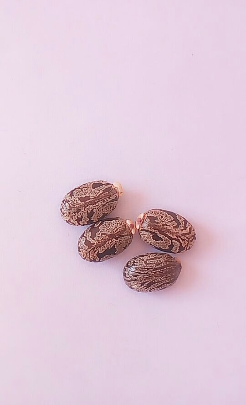 蓖麻子