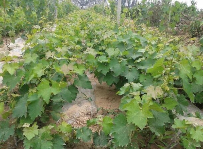 无核葡萄苗紫甜无核夏黑无核品种齐全免费提供种植技