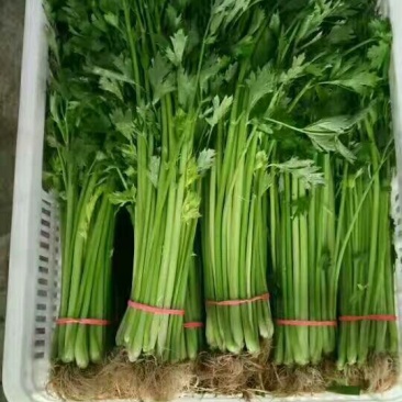 香芹