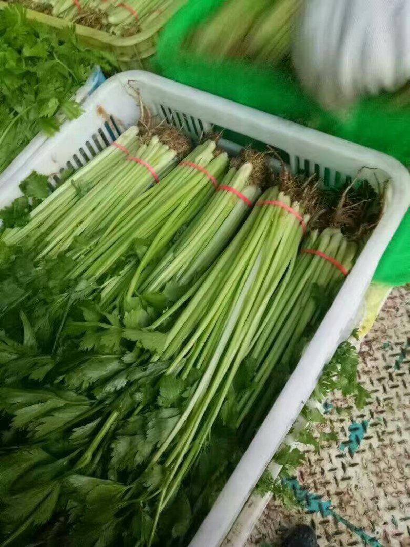香芹
