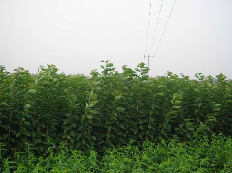 翠冠梨树苗0.8~3cm规格齐全保湿邮寄