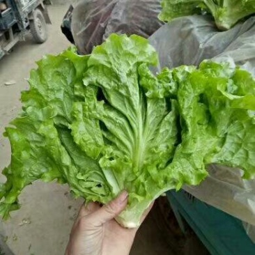 意大利生菜
