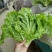 意大利生菜