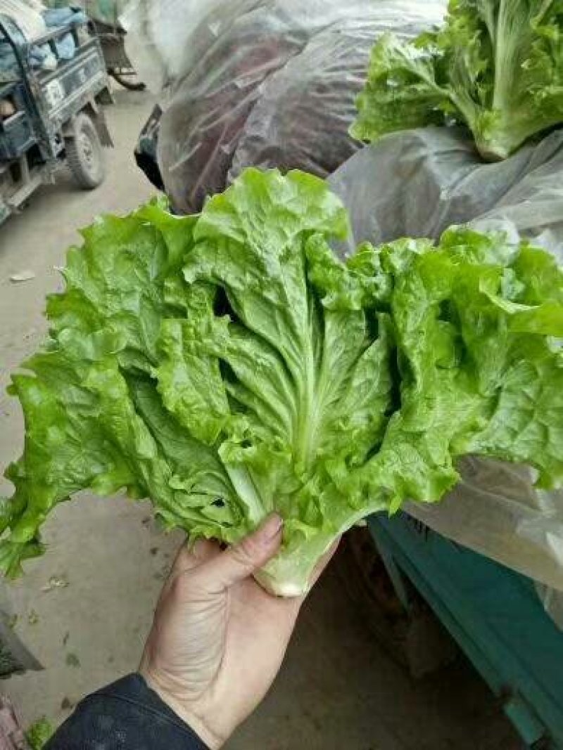 意大利生菜