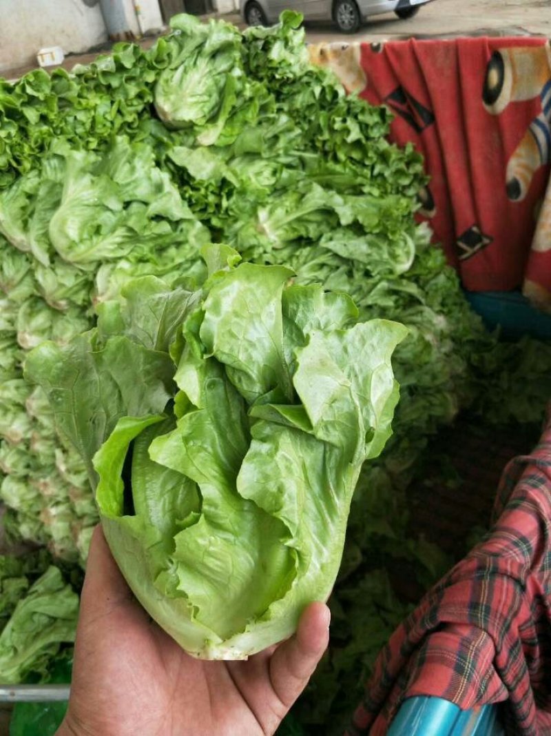 意大利生菜