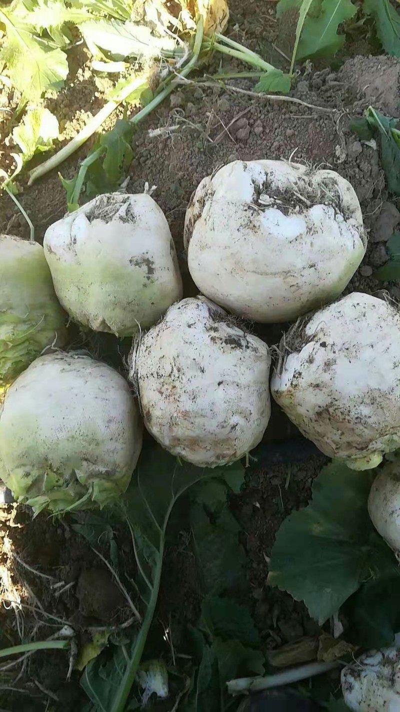 新鲜芥菜头，个大，形好，大量有货，有需要的客户请联系
