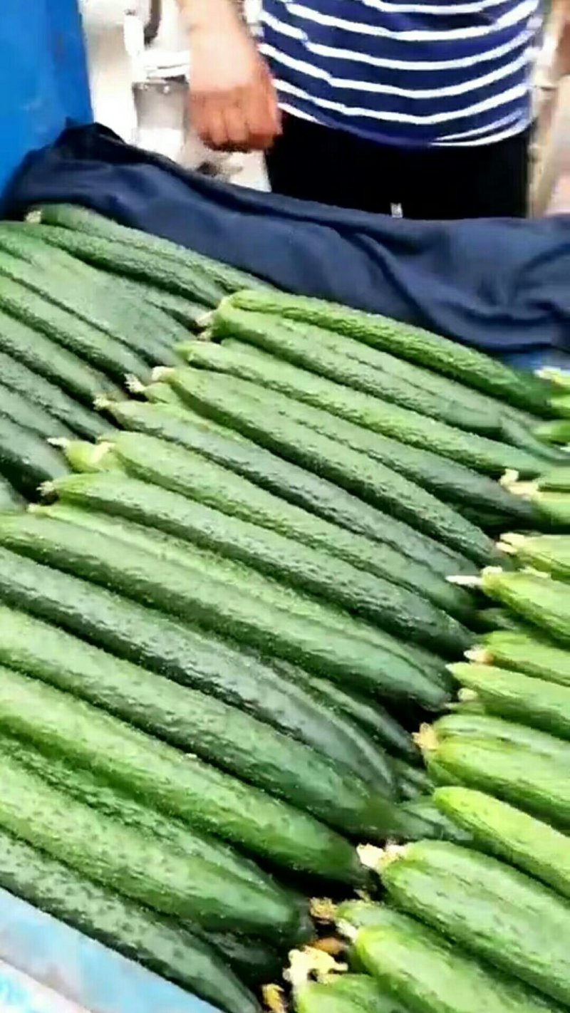黄瓜