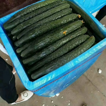 黄瓜