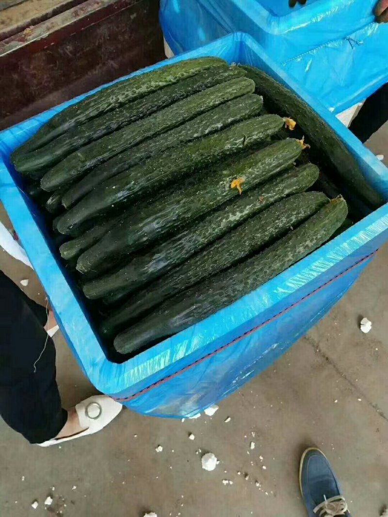 黄瓜