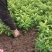 爱媛38号苗免费提供种植技术保湿邮寄