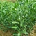 爱媛38号苗免费提供种植技术保湿邮寄