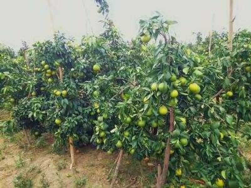 爱媛38号苗免费提供种植技术保湿邮寄