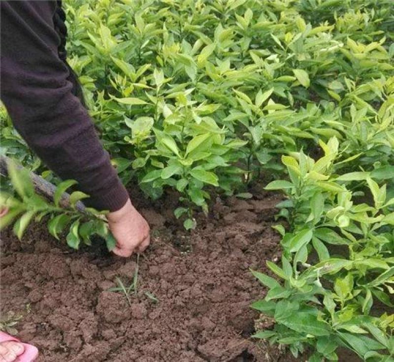爱媛38号苗免费提供种植技术保湿邮寄