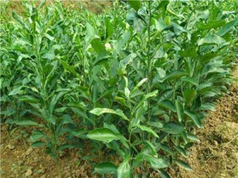 爱媛38号苗免费提供种植技术保湿邮寄