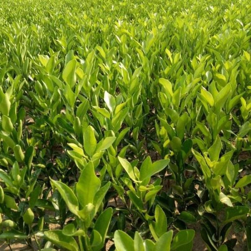 爱媛38号苗免费提供种植技术保湿邮寄