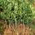 爱媛38号苗免费提供种植技术保湿邮寄