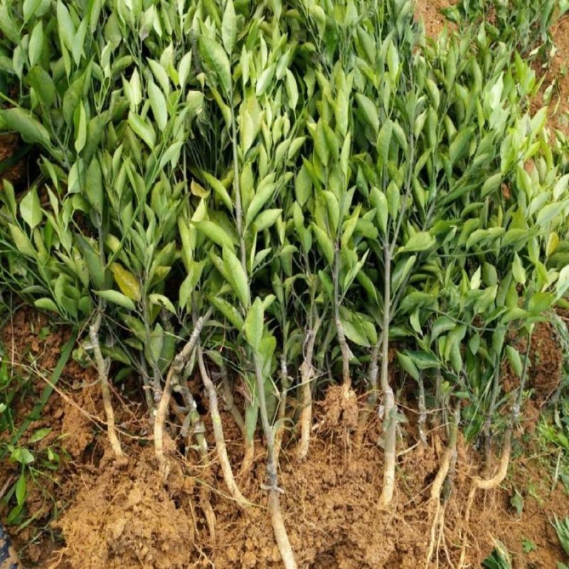 爱媛38号苗免费提供种植技术保湿邮寄