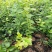 蓝莓苗新品种蓝莓苗1-5苗保湿邮寄免费提供种植