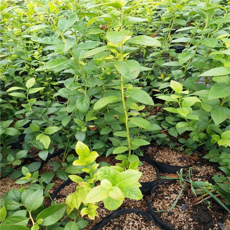 蓝莓苗新品种蓝莓苗1-5苗保湿邮寄免费提供种植