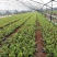 蓝莓苗新品种蓝莓苗1-5苗保湿邮寄免费提供种植