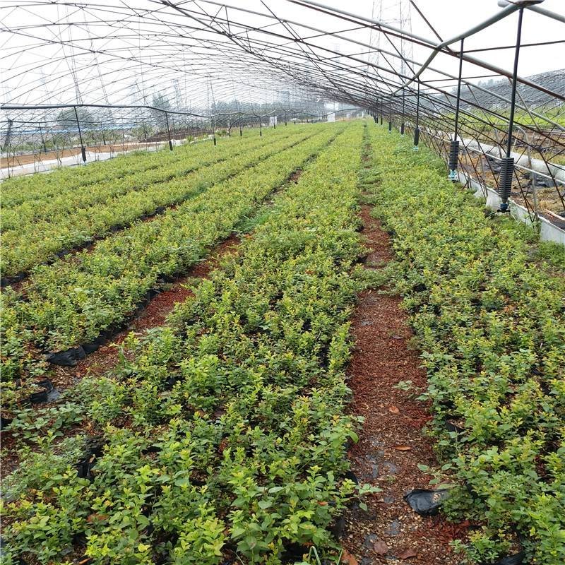 蓝莓苗新品种蓝莓苗1-5苗保湿邮寄免费提供种植
