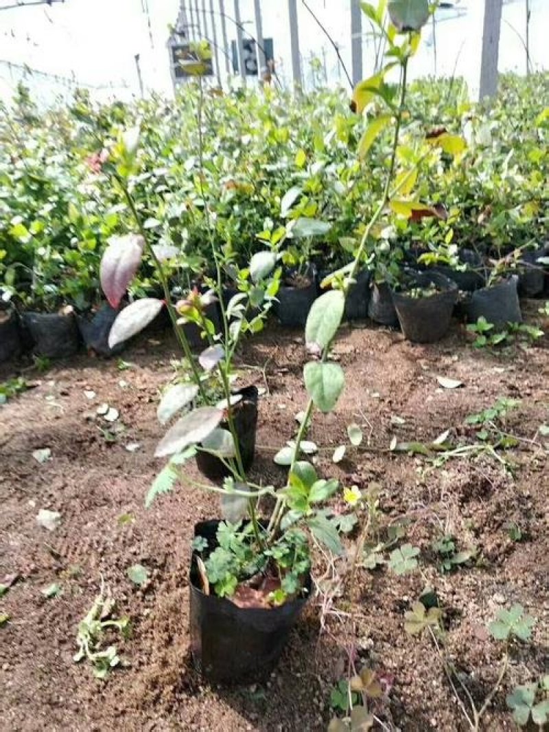 蓝莓苗新品种蓝莓苗1-5苗保湿邮寄免费提供种植