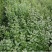 蓝莓苗新品种蓝莓苗1-5苗保湿邮寄免费提供种植