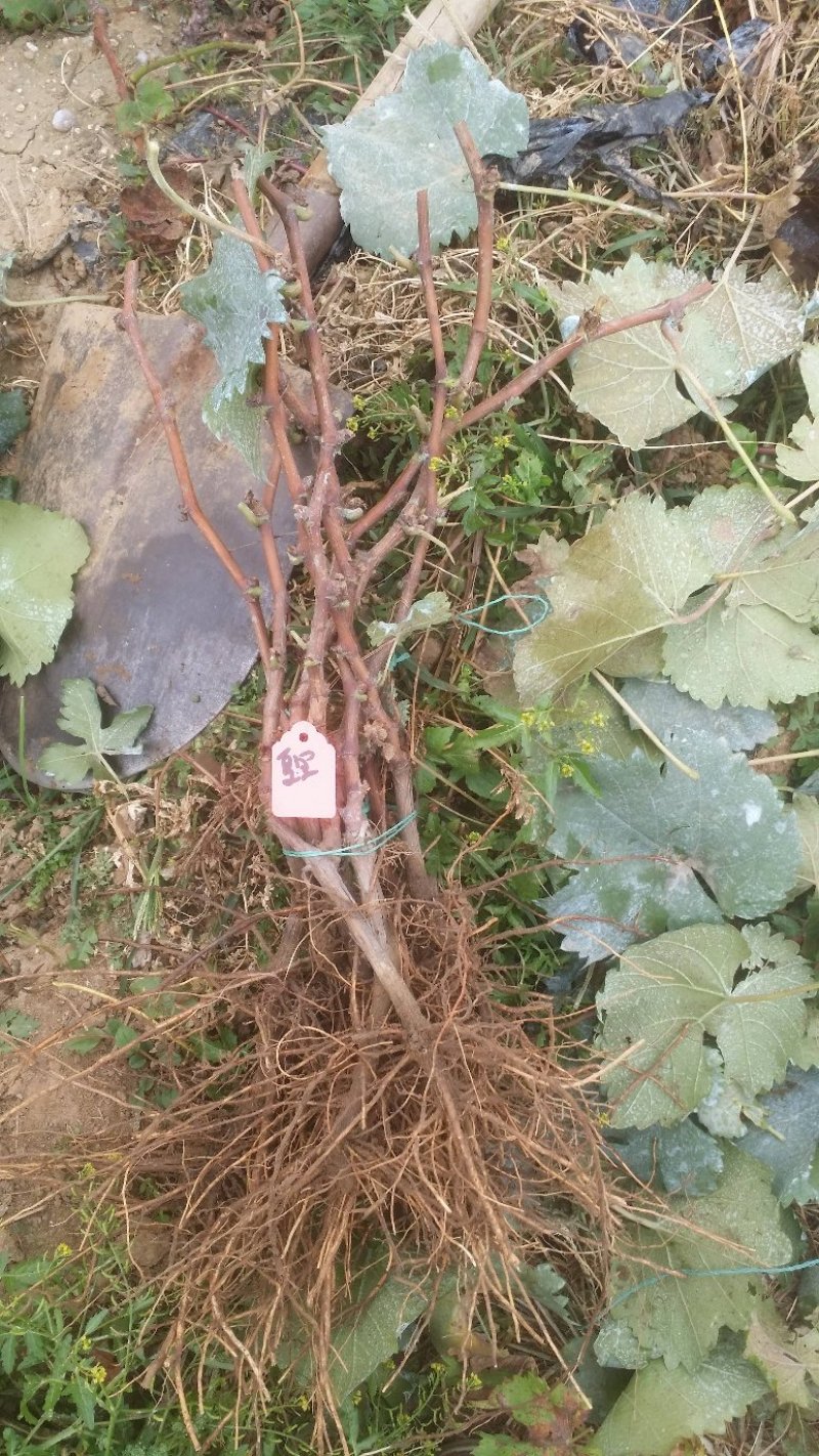 金手指葡萄苗免费提供种植技术，批发零售。保湿邮寄！