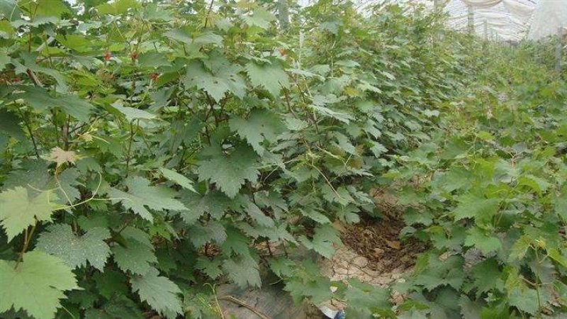 金手指葡萄苗免费提供种植技术，批发零售。保湿邮寄！