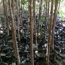 占地专用八月桂一年苗金桂丹桂桂花树大小2-3公分