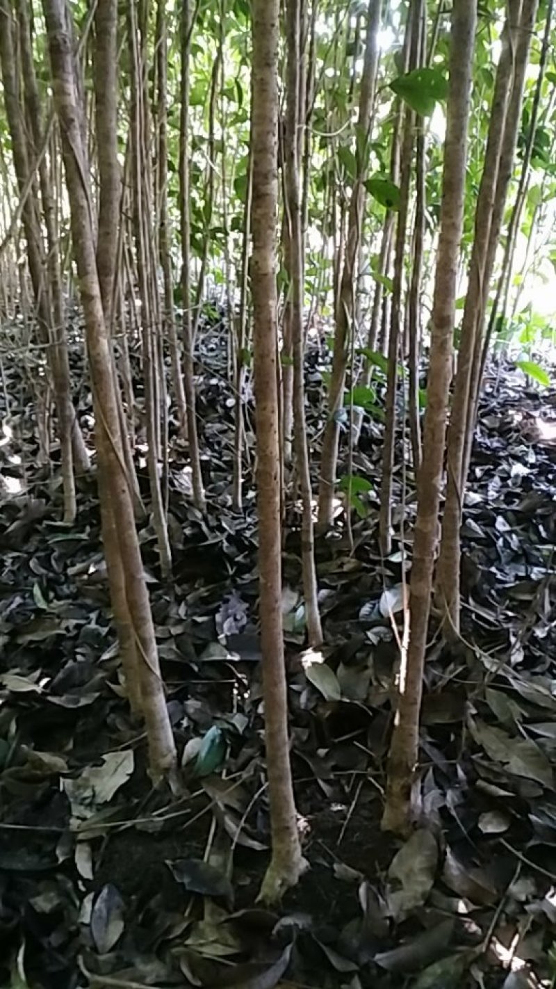 占地专用八月桂一年苗金桂丹桂桂花树大小2-3公分