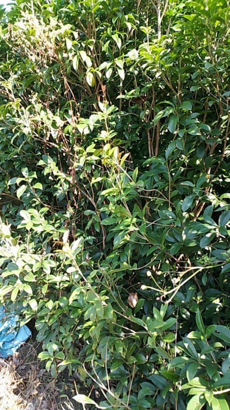 占地专用八月桂一年苗金桂丹桂桂花树大小2-3公分