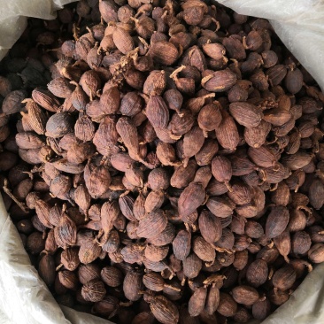 云南草果不掺越南草果足干颜色靓无烟果