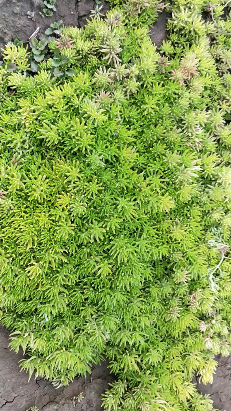 五色草、景天种苗