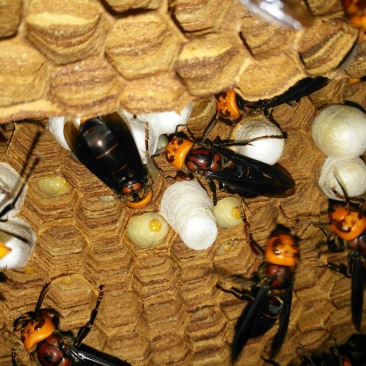 活体胡蜂养殖，出售优质蜂王，以及雄蜂，活体胡蜂泡酒