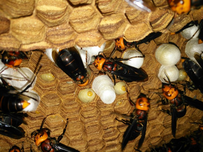活体胡蜂养殖，出售优质蜂王，以及雄蜂，活体胡蜂泡酒