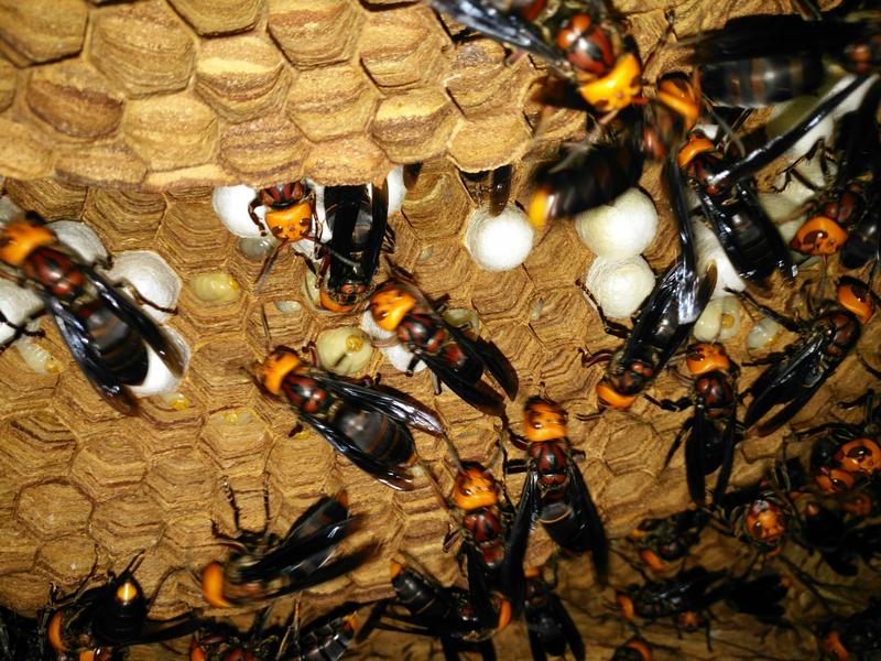 活体胡蜂养殖，出售优质蜂王，以及雄蜂，活体胡蜂泡酒