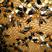 活体胡蜂养殖，出售优质蜂王，以及雄蜂，活体胡蜂泡酒