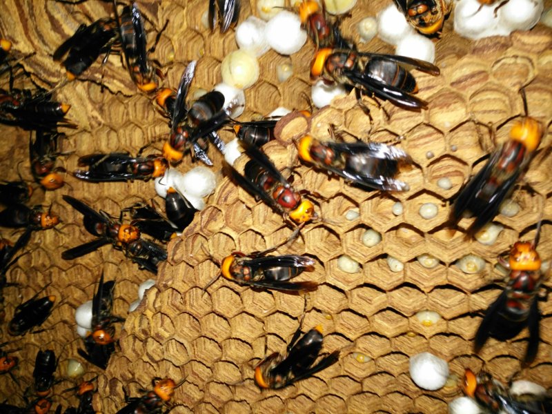 活体胡蜂养殖，出售优质蜂王，以及雄蜂，活体胡蜂泡酒