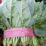 大叶菠菜25~30厘米