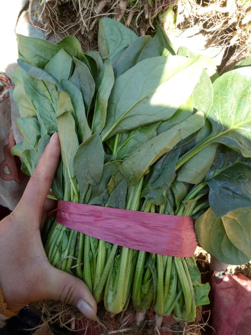 大叶菠菜25~30厘米