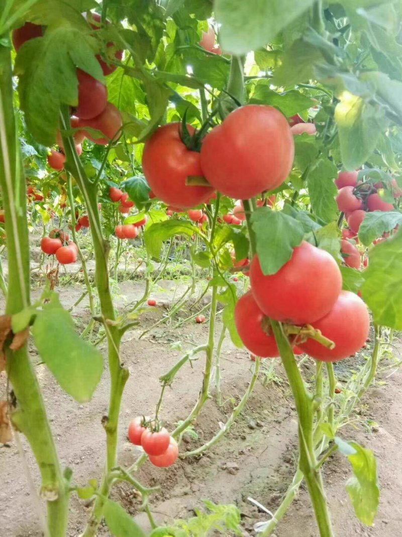 弧三