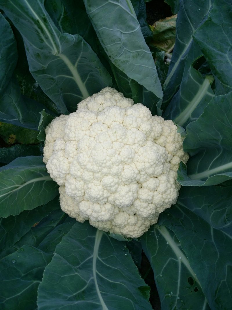 花菜散花直供，乳白色，青梗，净菜，小米粒粒，