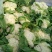 花菜散花直供，乳白色，青梗，净菜，小米粒粒，