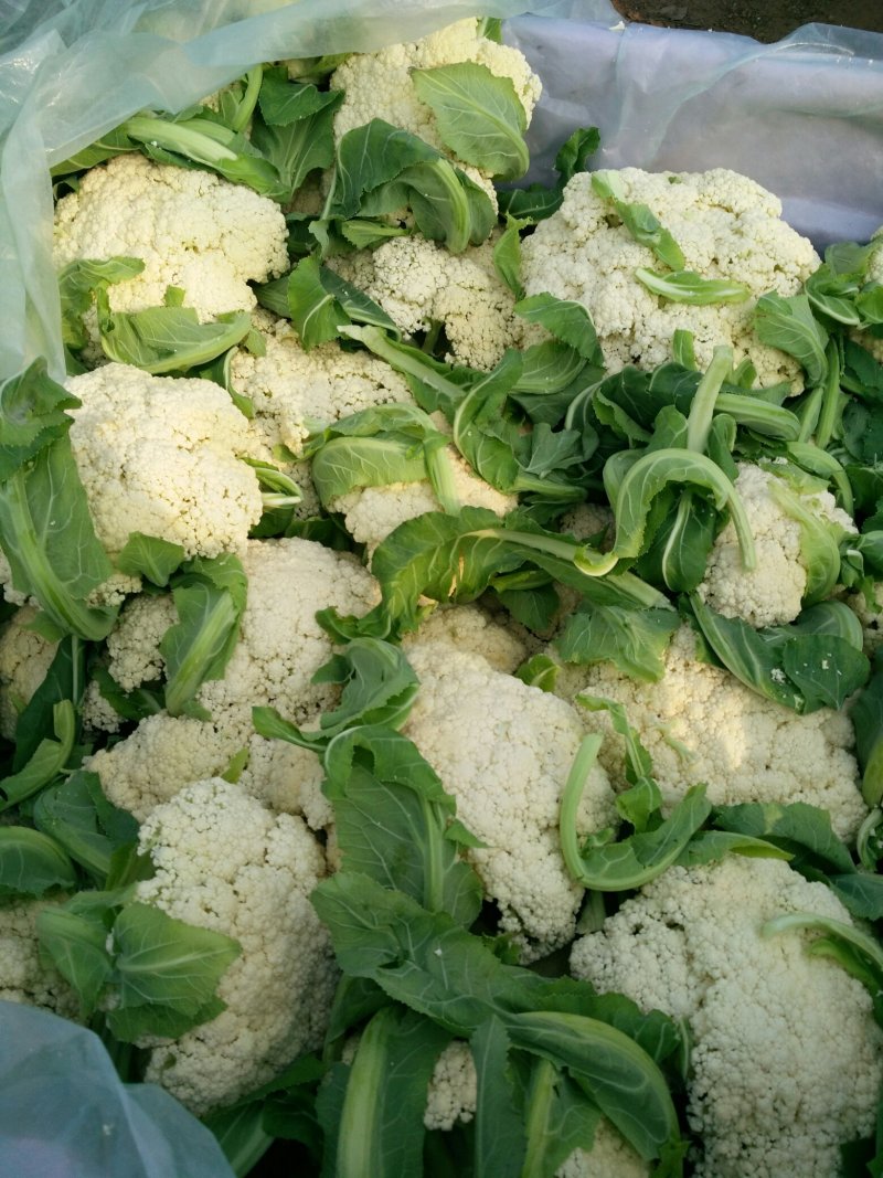花菜散花直供，乳白色，青梗，净菜，小米粒粒，
