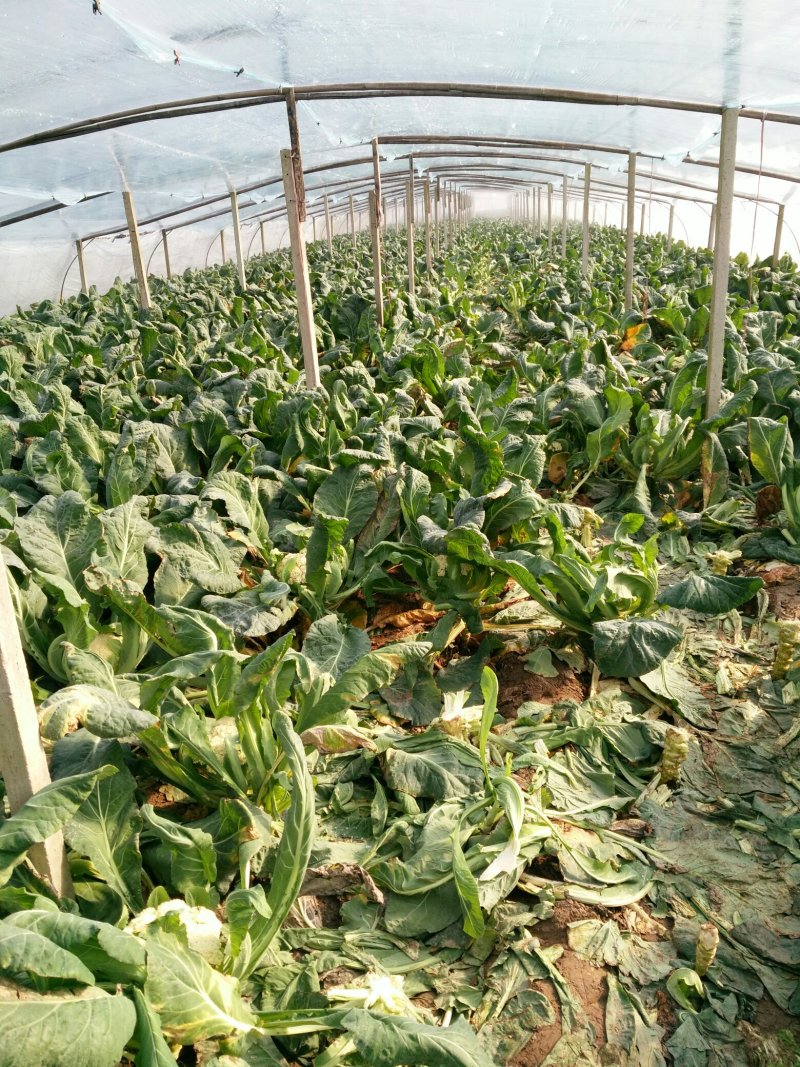 花菜散花直供，乳白色，青梗，净菜，小米粒粒，