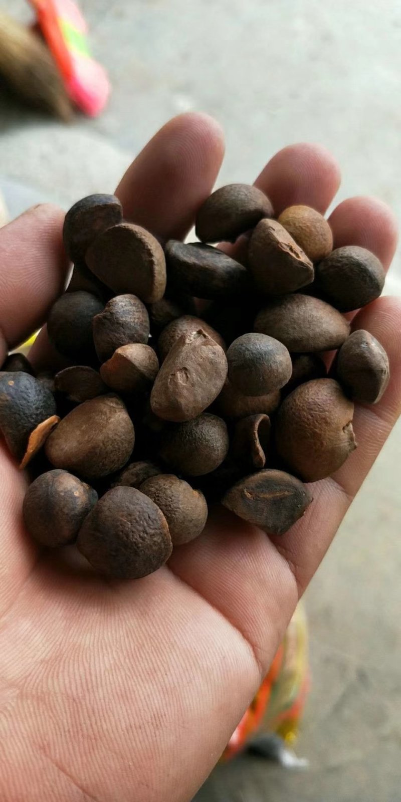 山茶籽