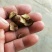 山茶籽