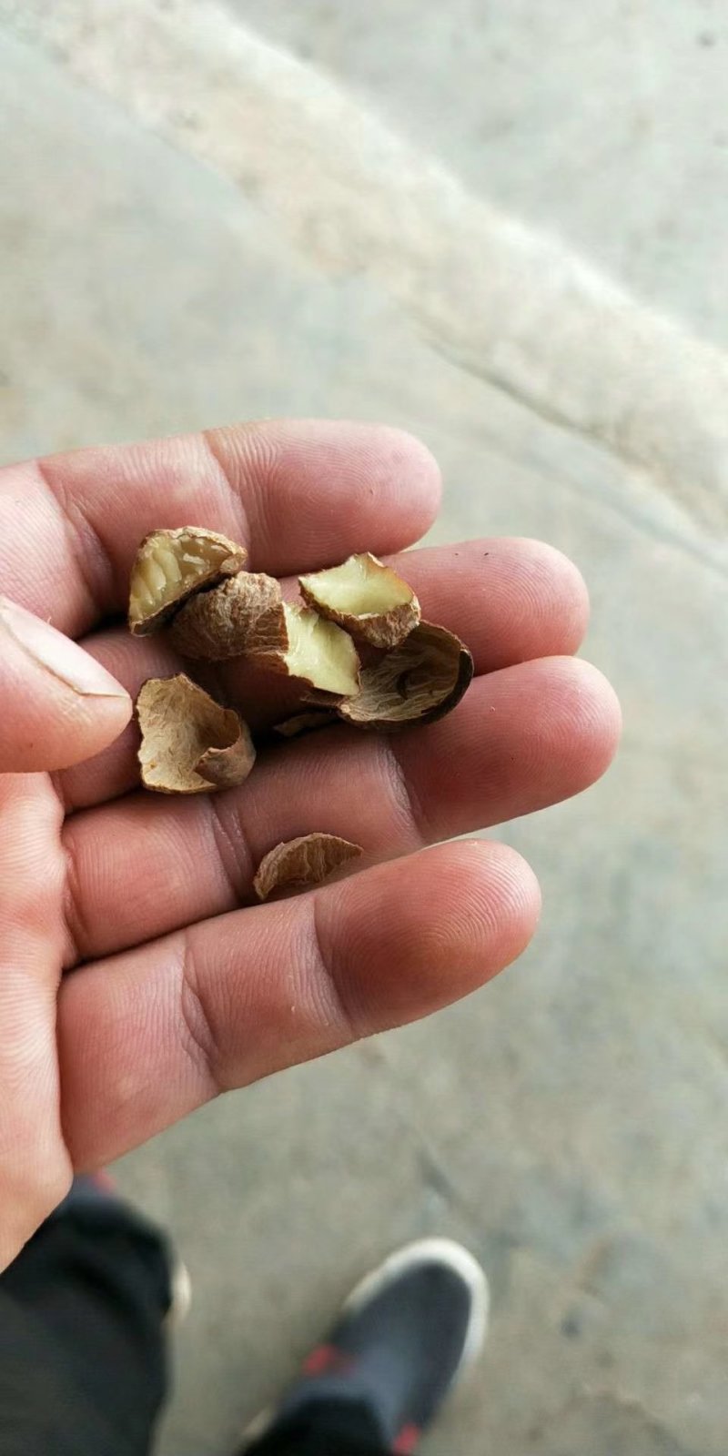 山茶籽