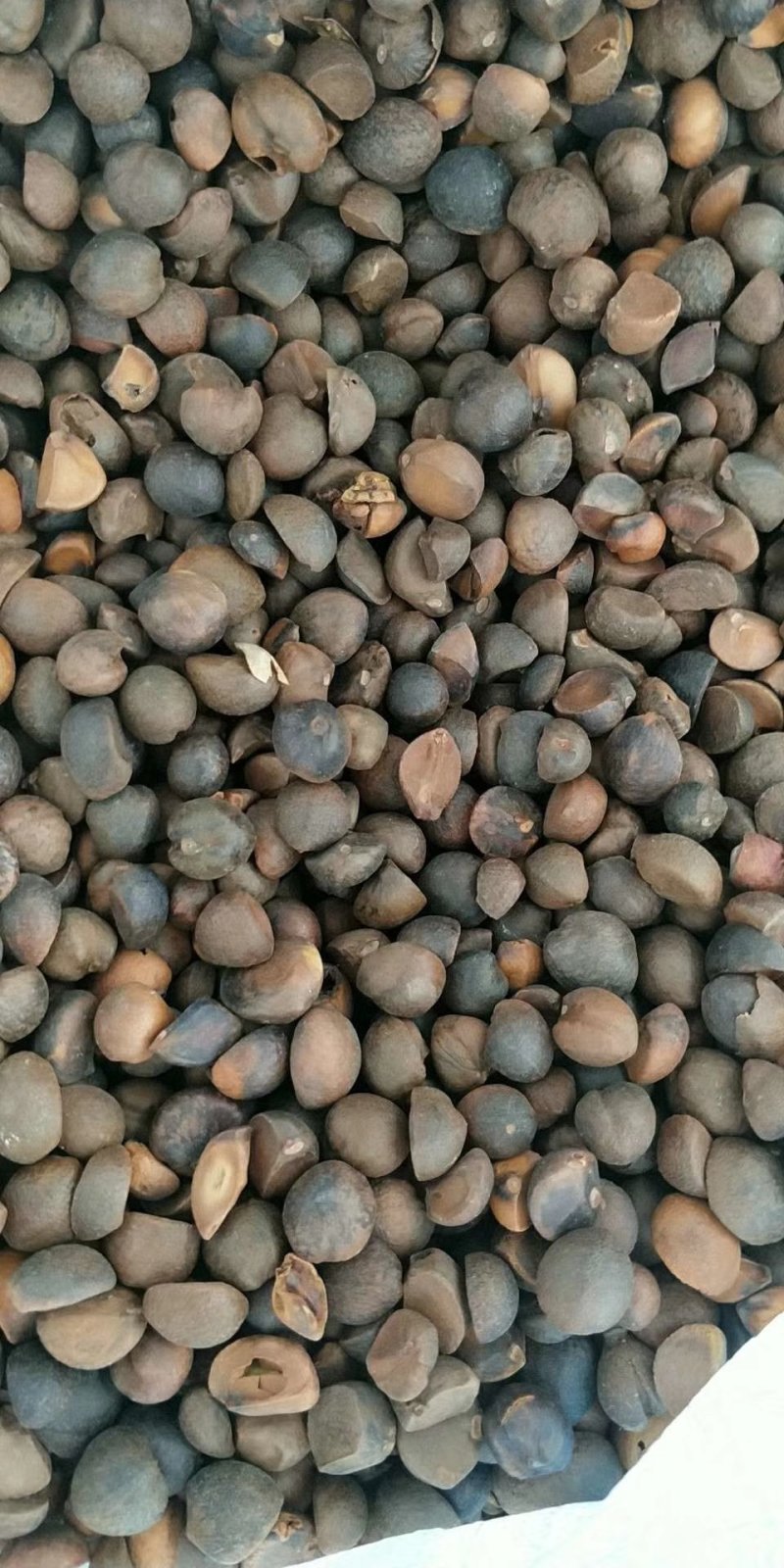 山茶籽